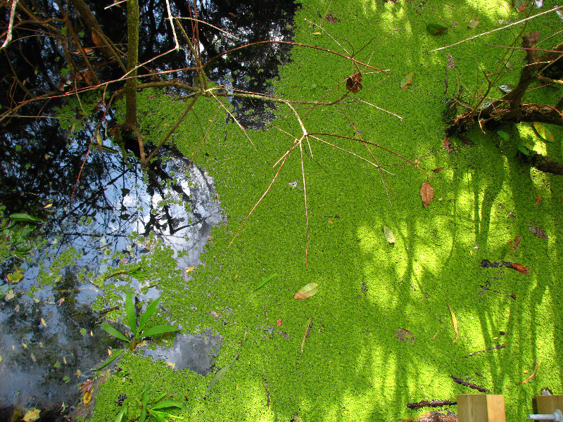 Lettuce-Lake-Park-Tampa-FL-027