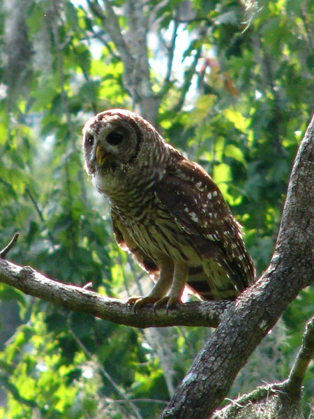 Lettuce-Lake-Park-Tampa-FL-030