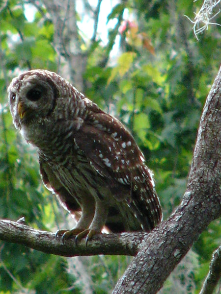 Lettuce-Lake-Park-Tampa-FL-031