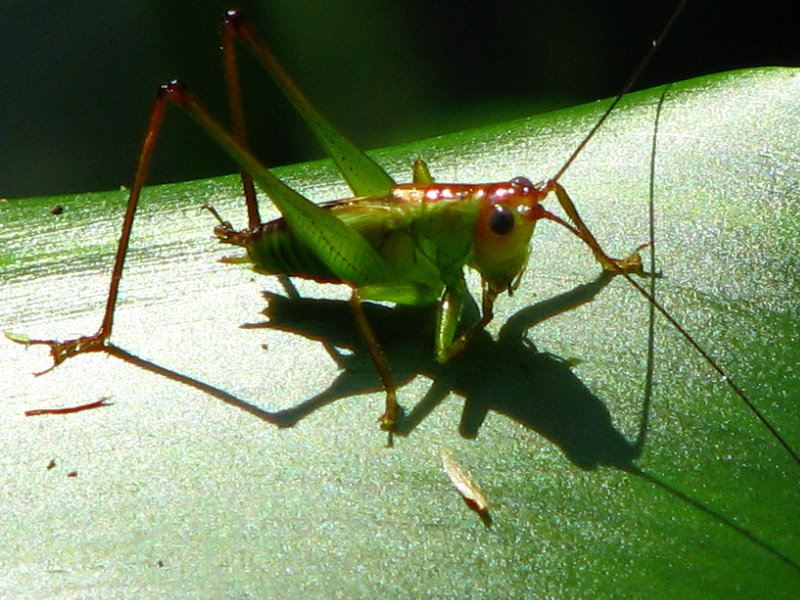 Lettuce-Lake-Park-Tampa-FL-037