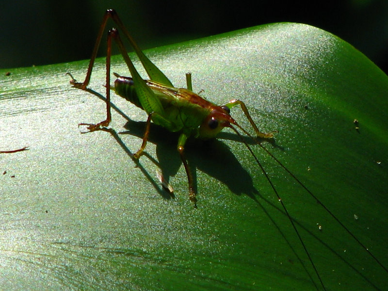 Lettuce-Lake-Park-Tampa-FL-038