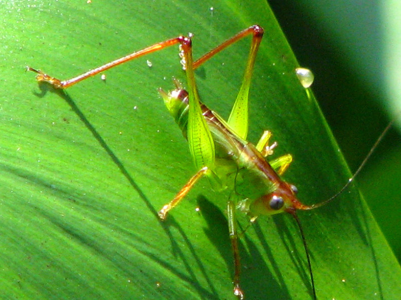 Lettuce-Lake-Park-Tampa-FL-039