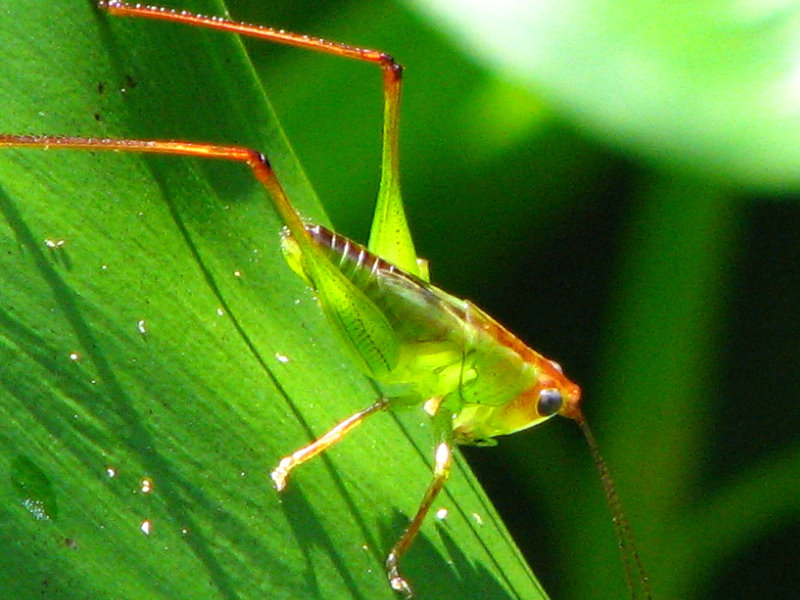 Lettuce-Lake-Park-Tampa-FL-040