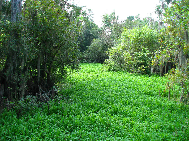 Lettuce-Lake-Park-Tampa-FL-042