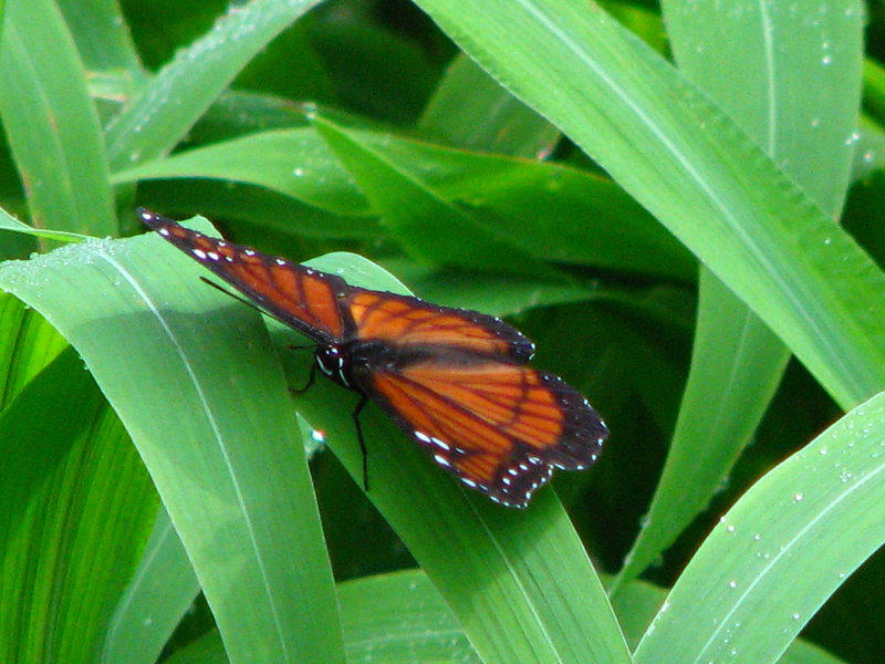 Lettuce-Lake-Park-Tampa-FL-044