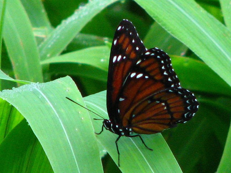 Lettuce-Lake-Park-Tampa-FL-045