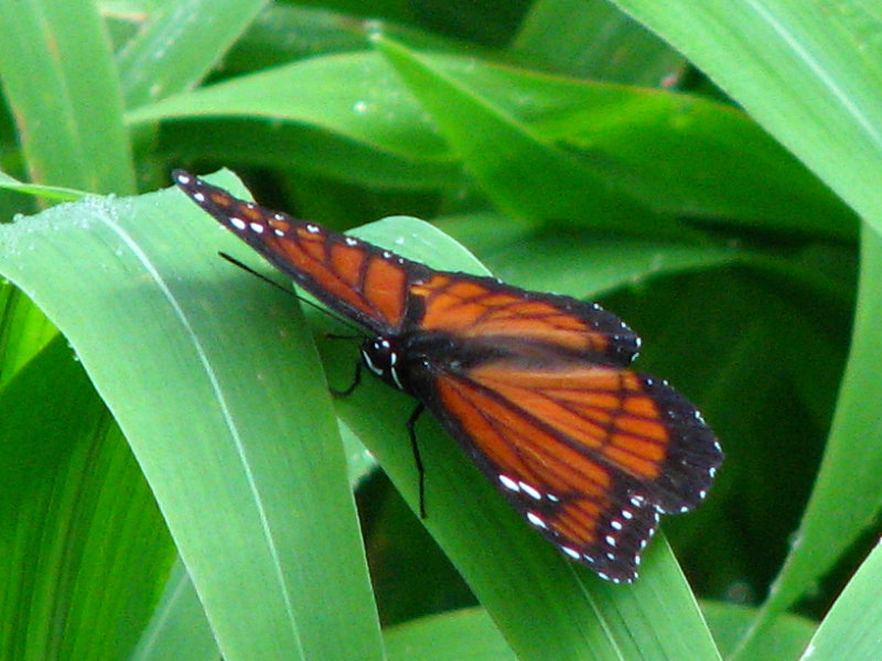 Lettuce-Lake-Park-Tampa-FL-046