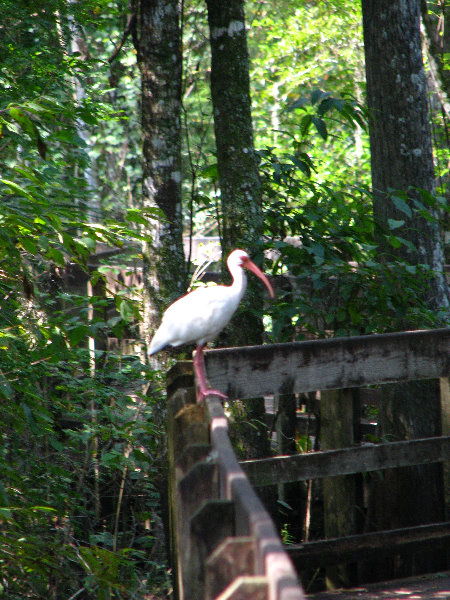 Lettuce-Lake-Park-Tampa-FL-050