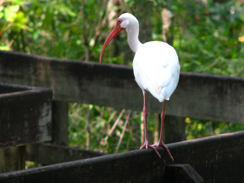 Lettuce-Lake-Park-Tampa-FL-053