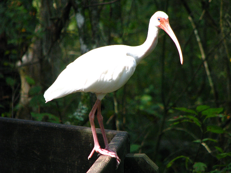 Lettuce-Lake-Park-Tampa-FL-054