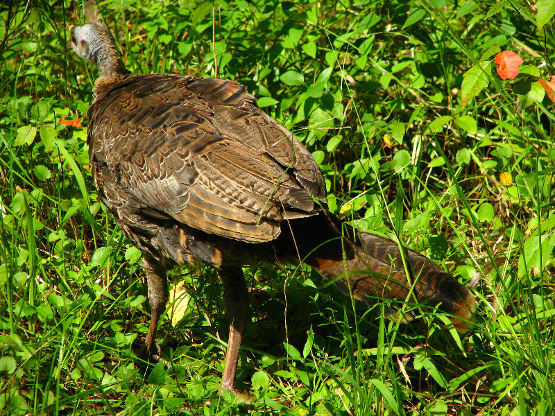 Lettuce-Lake-Park-Tampa-FL-060