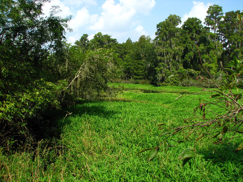 Lettuce-Lake-Park-Tampa-FL-067