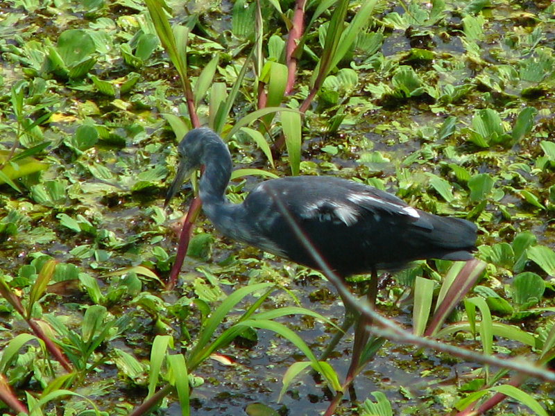 Lettuce-Lake-Park-Tampa-FL-072