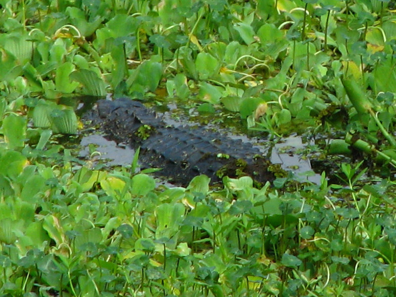 Lettuce-Lake-Park-Tampa-FL-073