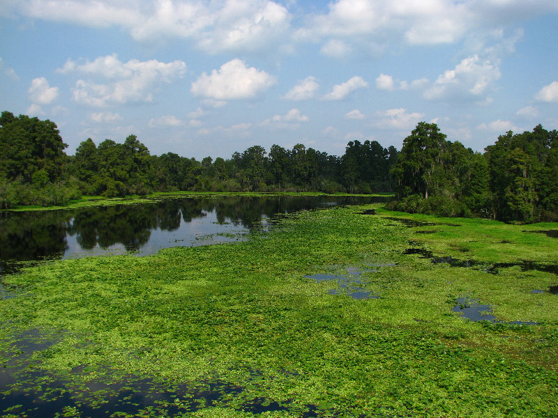 Lettuce-Lake-Park-Tampa-FL-074