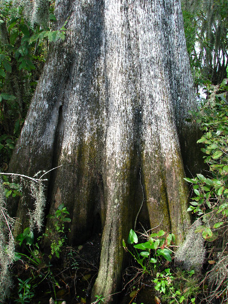 Lettuce-Lake-Park-Tampa-FL-079