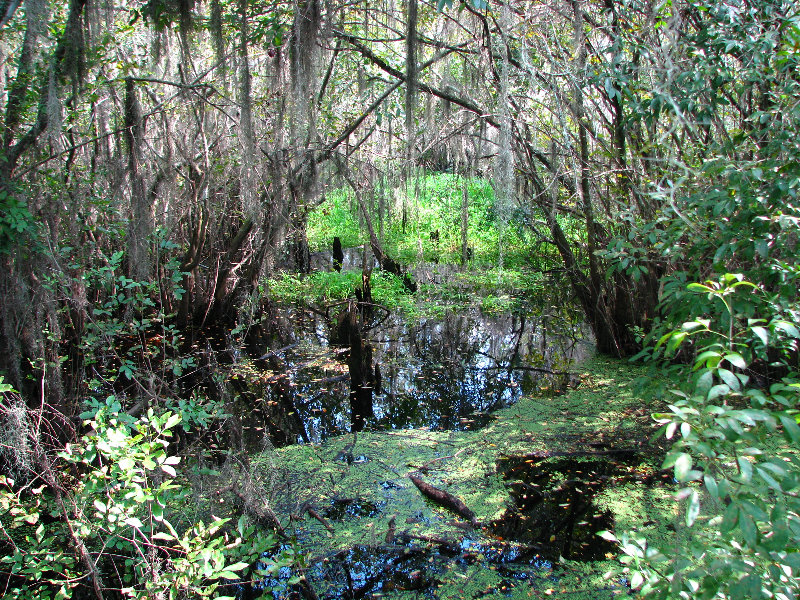 Lettuce-Lake-Park-Tampa-FL-080