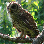 Lettuce Lake Park - Tampa, FL