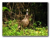 Lettuce-Lake-Park-Tampa-FL-057