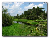 Lettuce-Lake-Park-Tampa-FL-070