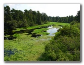 Lettuce-Lake-Park-Tampa-FL-071