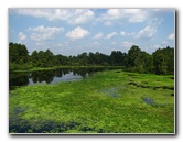 Lettuce-Lake-Park-Tampa-FL-074