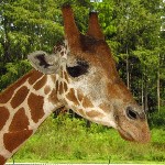 Lion Country Safari - Loxahatchee, FL