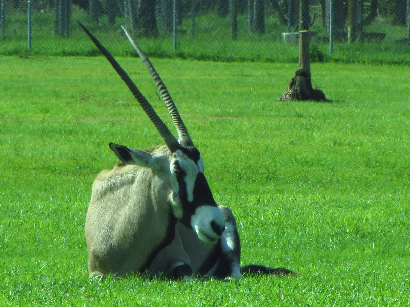 Lion-Country-Safari-Palm-Beach-County-FL-001