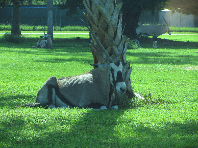 Lion-Country-Safari-Palm-Beach-County-FL-002