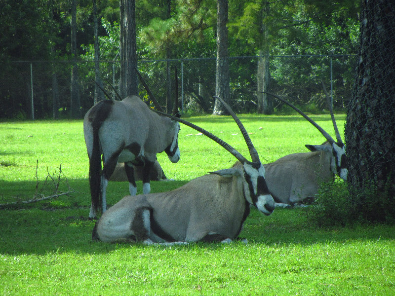 Lion-Country-Safari-Palm-Beach-County-FL-003