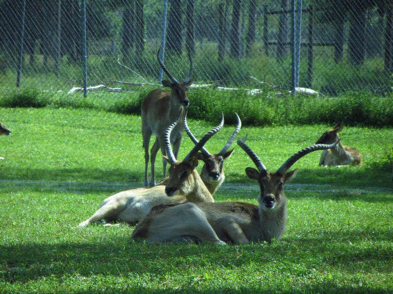 Lion-Country-Safari-Palm-Beach-County-FL-004