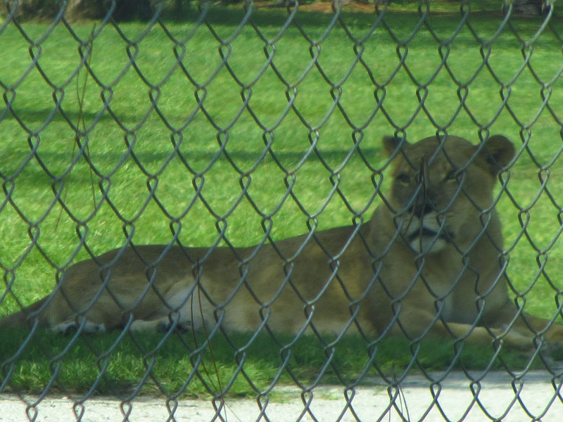 Lion-Country-Safari-Palm-Beach-County-FL-010