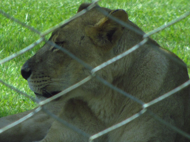 Lion-Country-Safari-Palm-Beach-County-FL-012