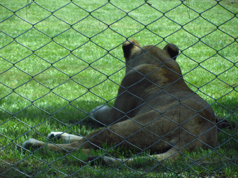 Lion-Country-Safari-Palm-Beach-County-FL-013