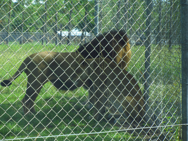 Lion-Country-Safari-Palm-Beach-County-FL-014