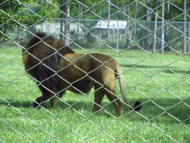 Lion-Country-Safari-Palm-Beach-County-FL-015