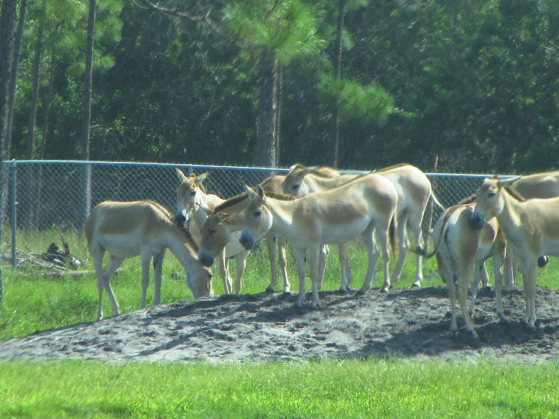 Lion-Country-Safari-Palm-Beach-County-FL-017