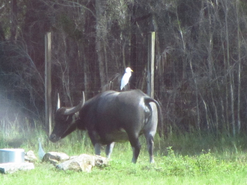 Lion-Country-Safari-Palm-Beach-County-FL-018