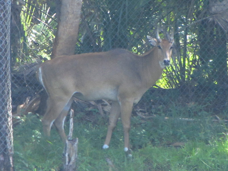 Lion-Country-Safari-Palm-Beach-County-FL-019