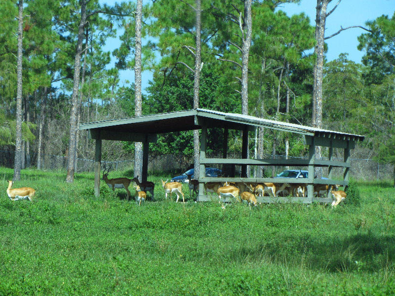 Lion-Country-Safari-Palm-Beach-County-FL-020