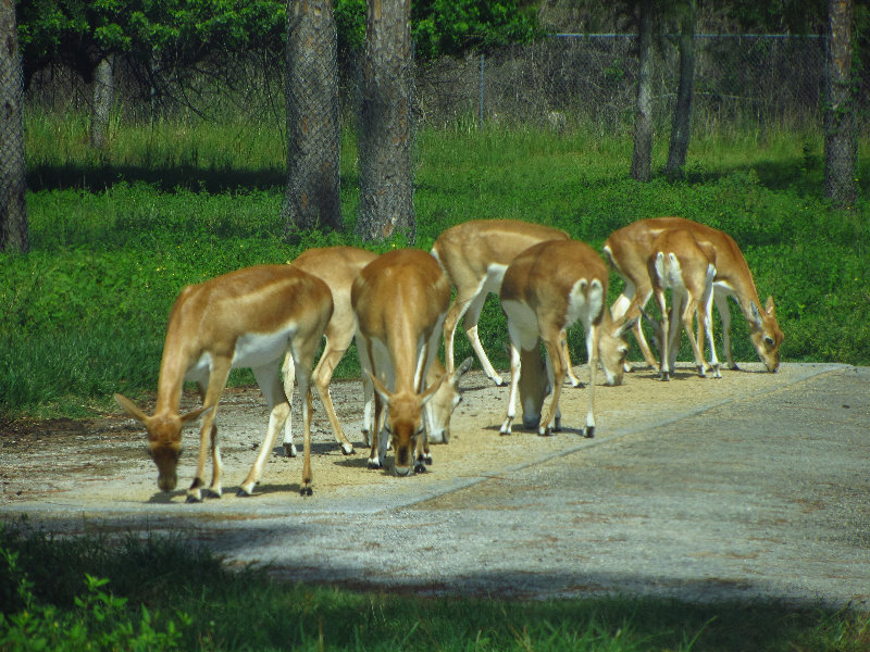 Lion-Country-Safari-Palm-Beach-County-FL-021