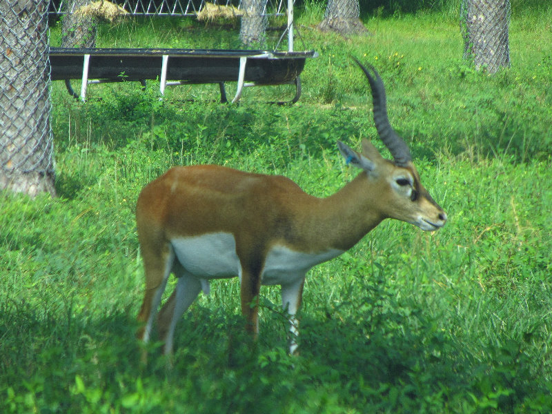 Lion-Country-Safari-Palm-Beach-County-FL-022