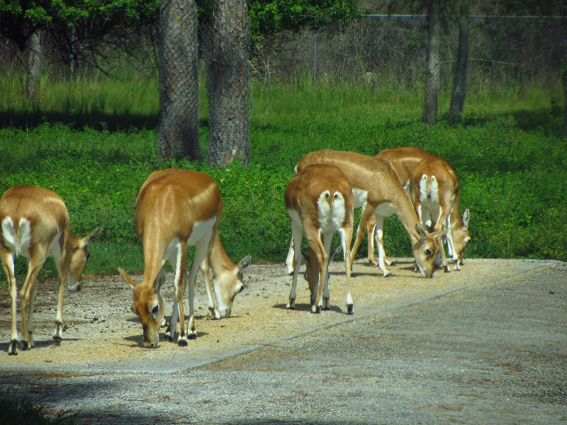 Lion-Country-Safari-Palm-Beach-County-FL-023