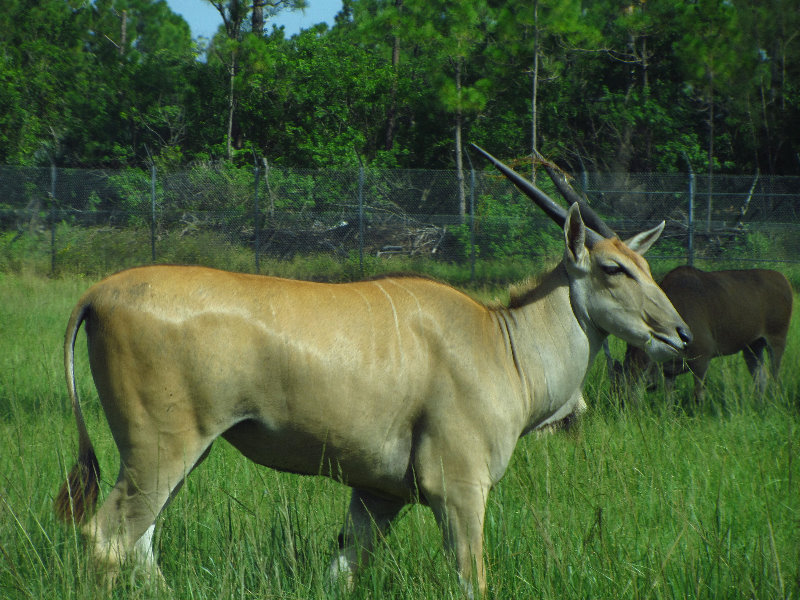 Lion-Country-Safari-Palm-Beach-County-FL-025