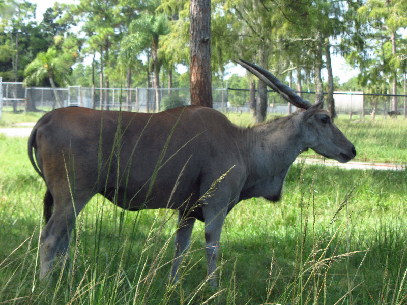 Lion-Country-Safari-Palm-Beach-County-FL-026