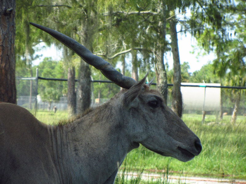 Lion-Country-Safari-Palm-Beach-County-FL-027