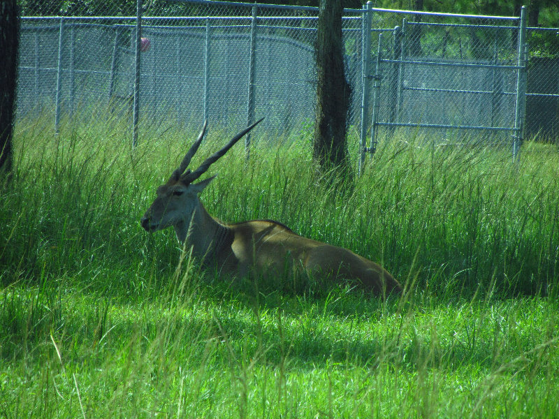 Lion-Country-Safari-Palm-Beach-County-FL-028