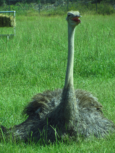 Lion-Country-Safari-Palm-Beach-County-FL-030