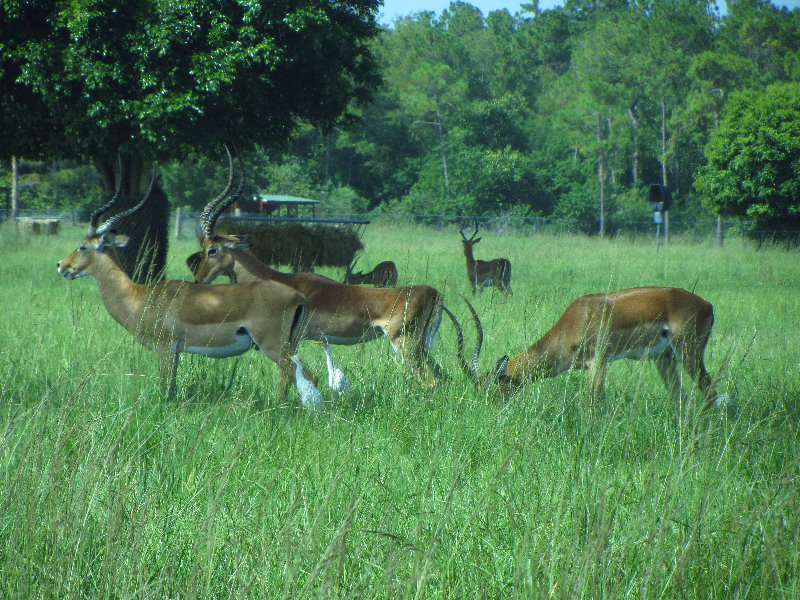 Lion-Country-Safari-Palm-Beach-County-FL-031