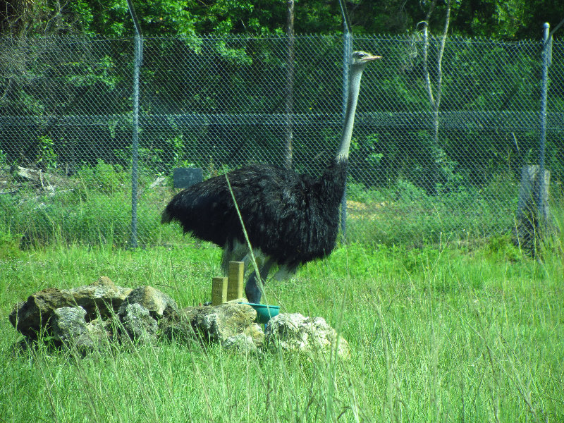 Lion-Country-Safari-Palm-Beach-County-FL-032